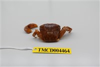 藏品(四齒大額蟹)的圖片